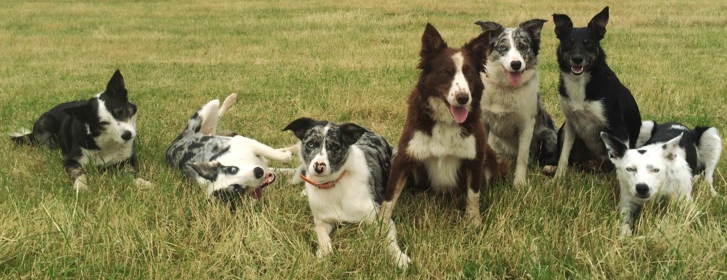Collies in Cheshire